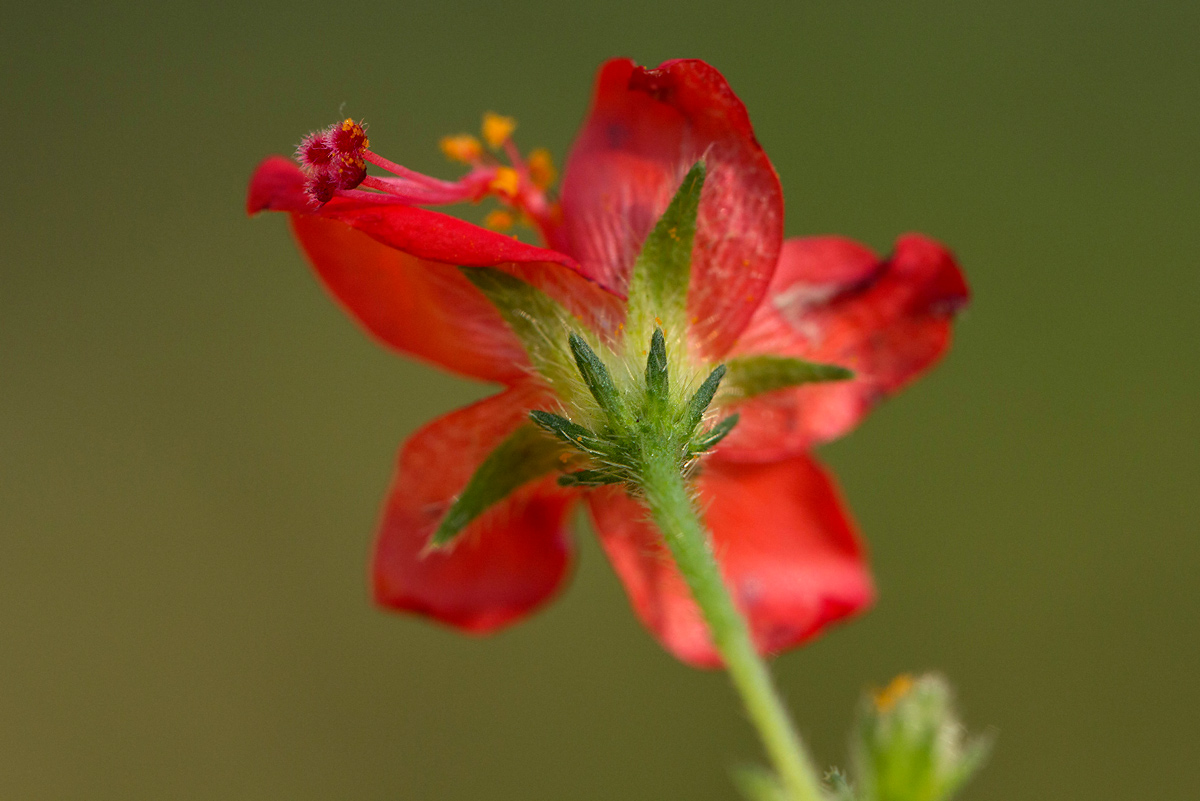 Hibiscus migeodii