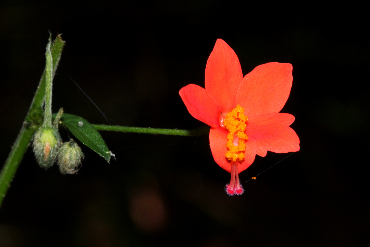 Hibiscus migeodii