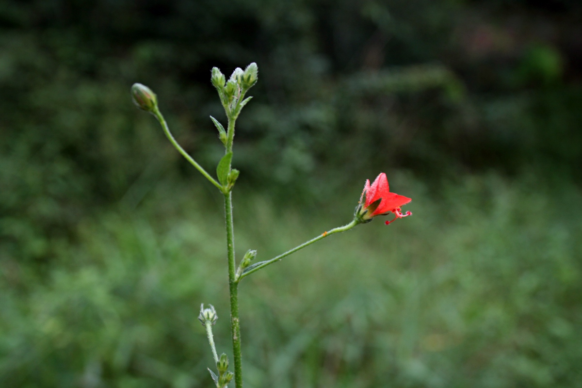 Hibiscus migeodii