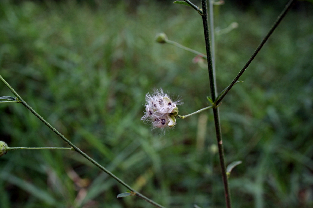 Hibiscus migeodii