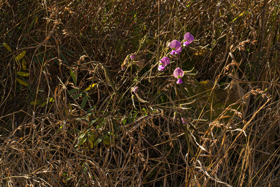 Tephrosia interrupta subsp. elongatiflora