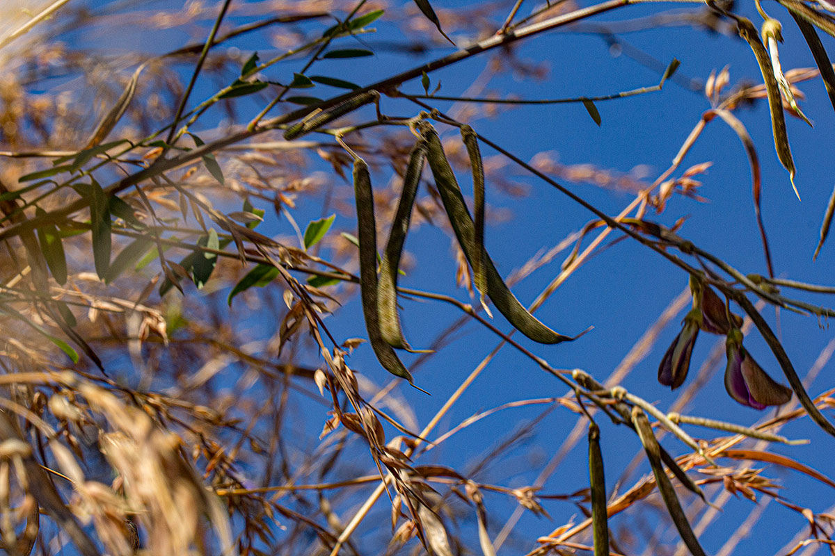 Tephrosia interrupta subsp. elongatiflora