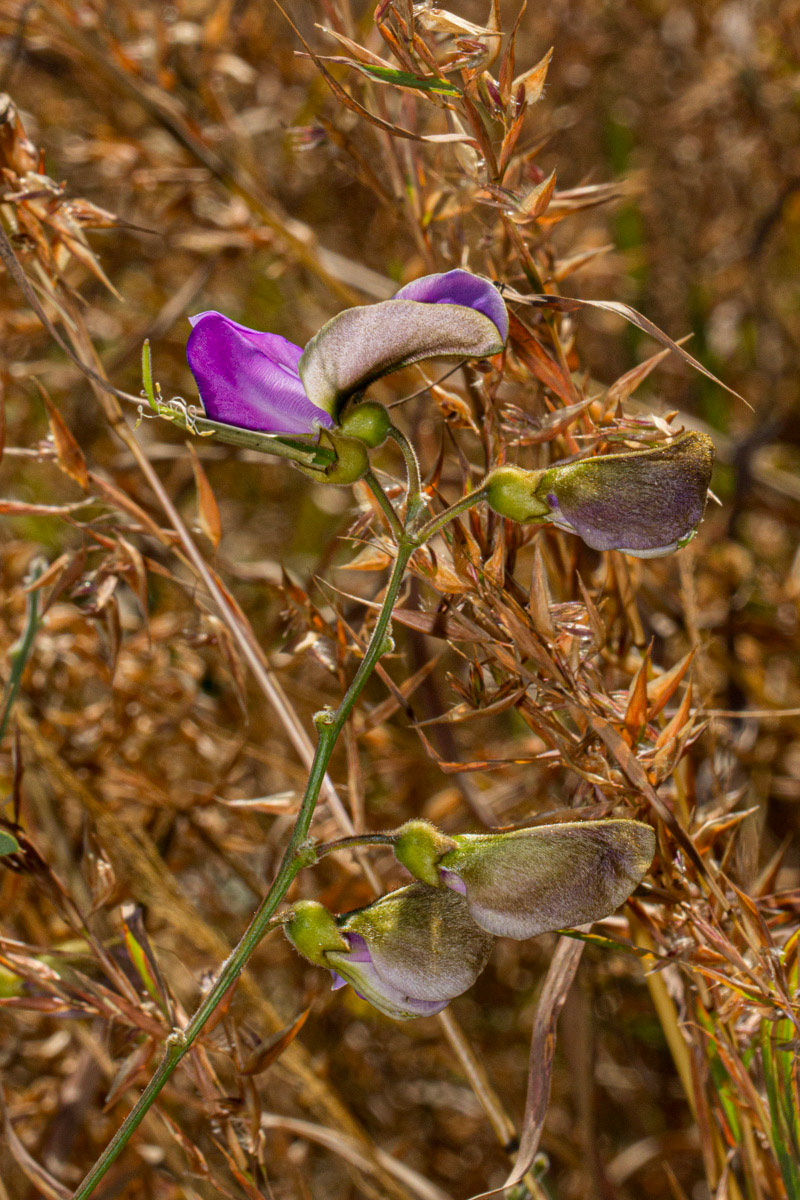 Tephrosia interrupta subsp. elongatiflora