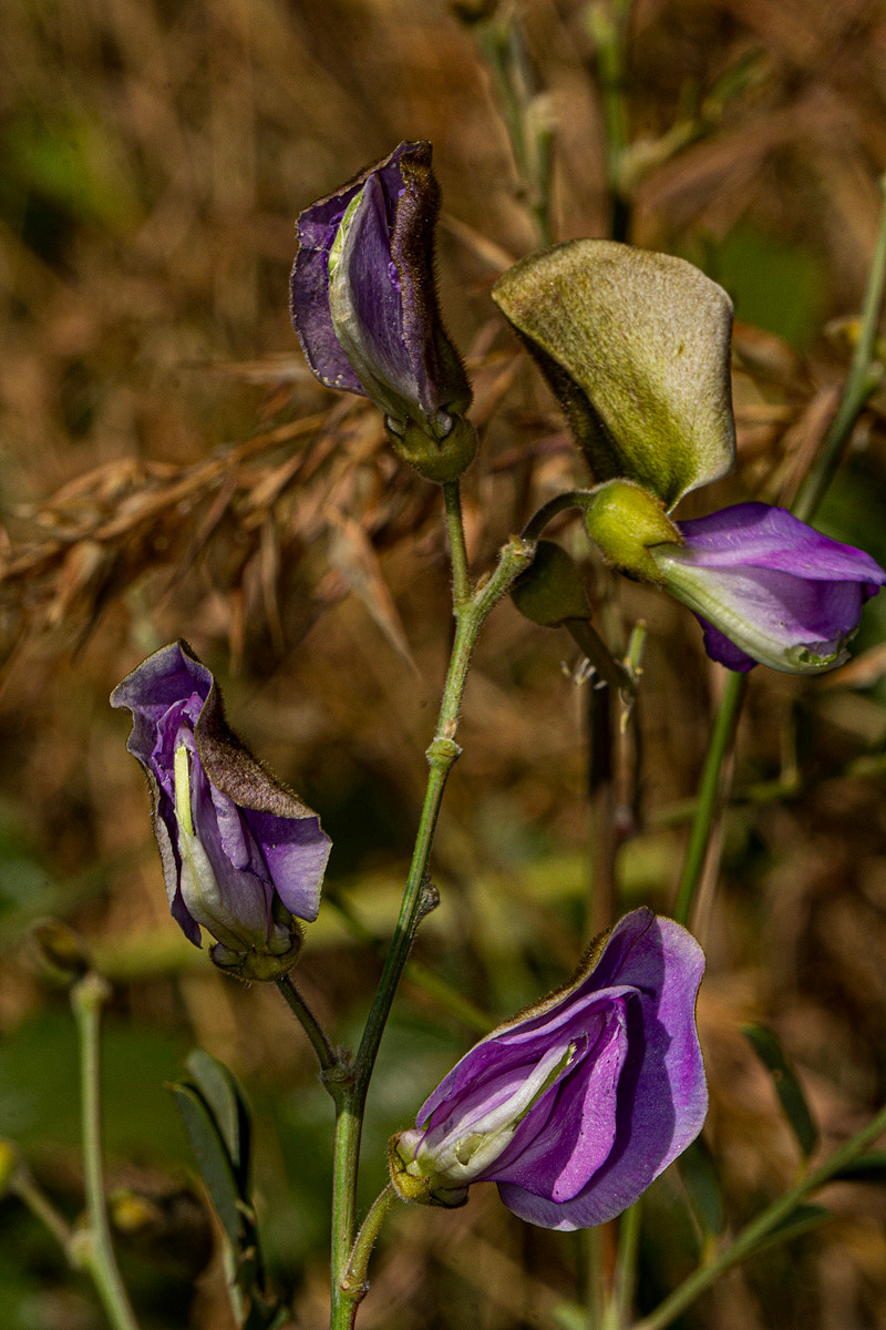 Tephrosia interrupta subsp. elongatiflora