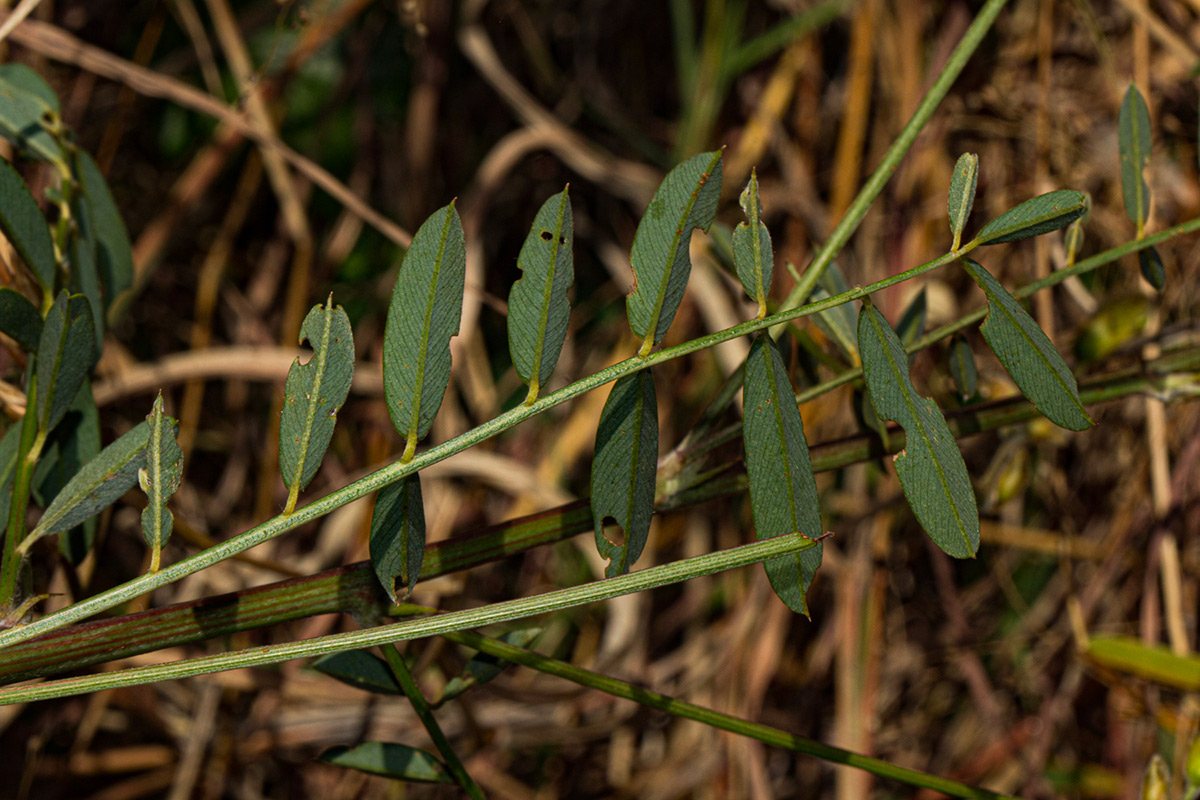 Tephrosia interrupta subsp. elongatiflora