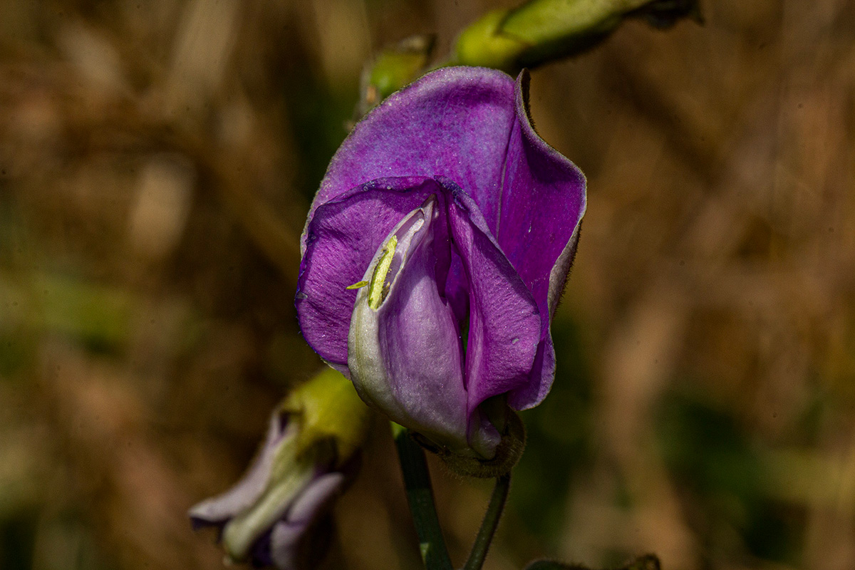 Tephrosia interrupta subsp. elongatiflora