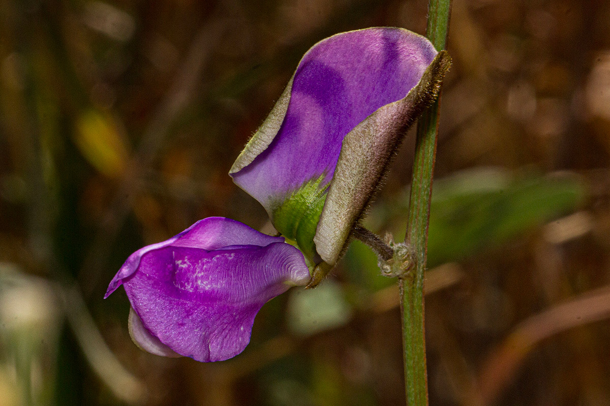 Tephrosia interrupta subsp. elongatiflora