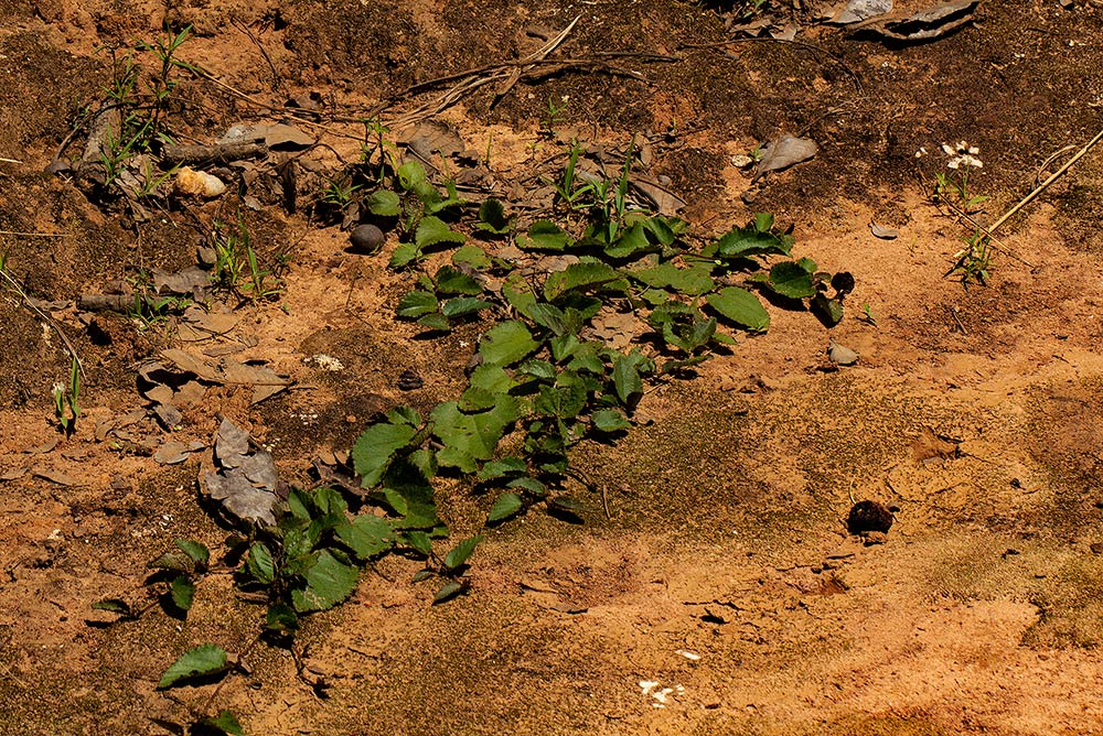 Triumfetta glechomoides