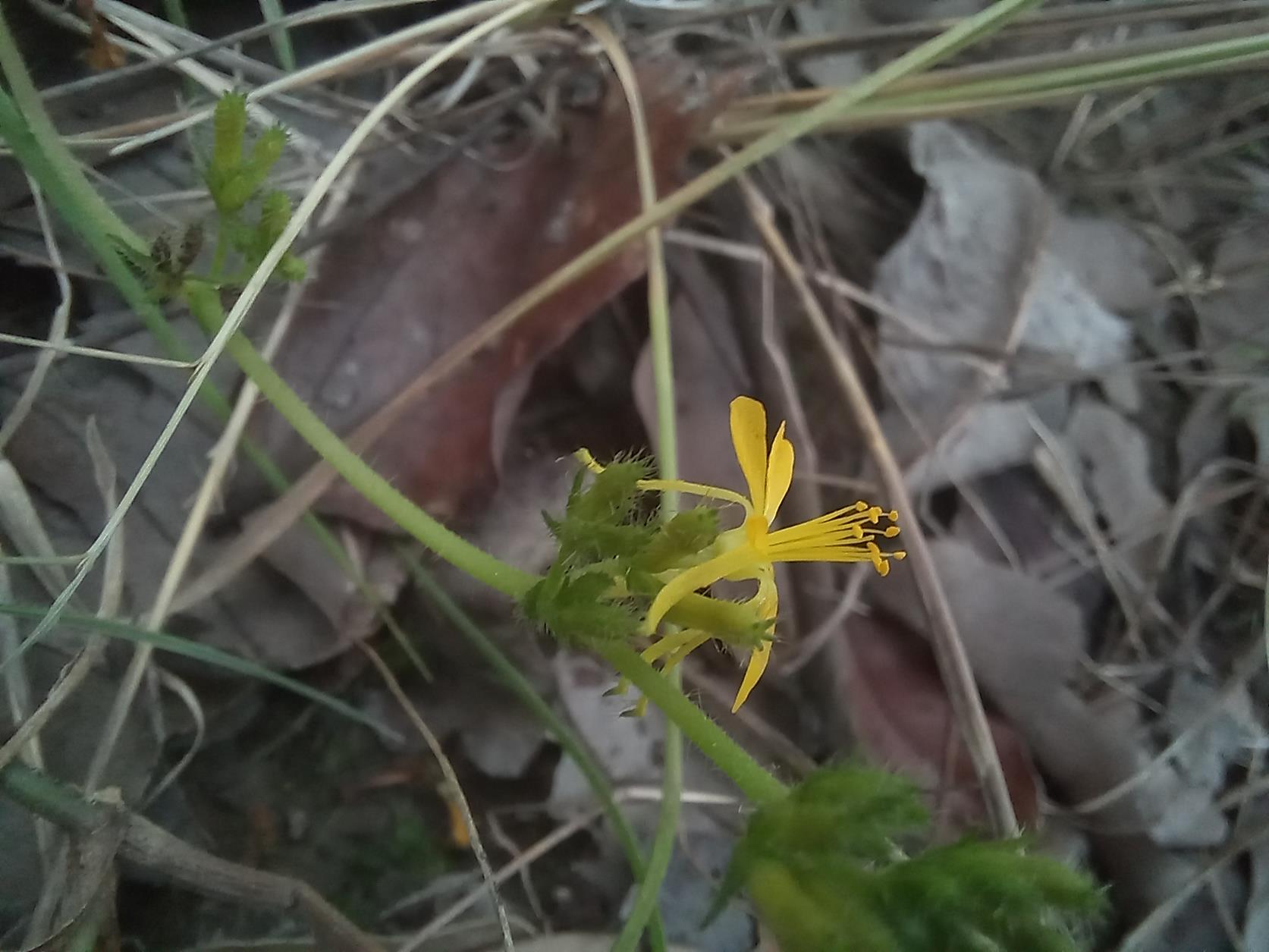 Triumfetta glechomoides