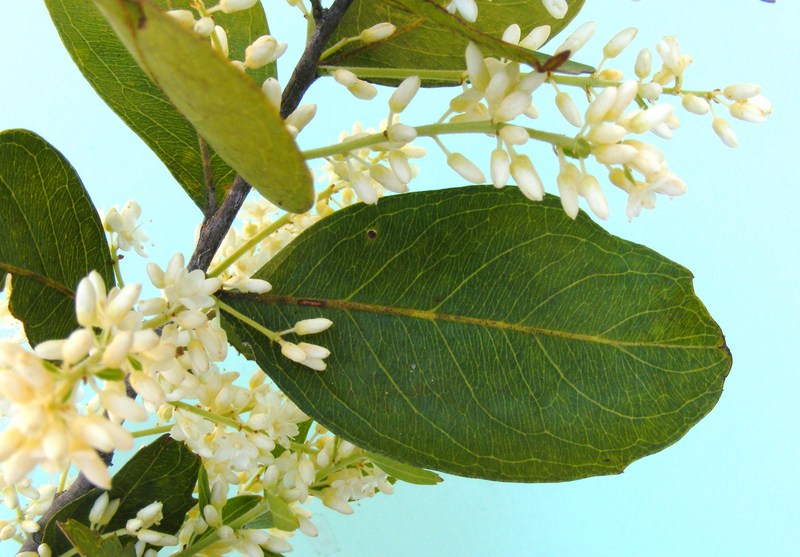 Phyllocosmus lemaireanus Phyllocosmus lemaireanus