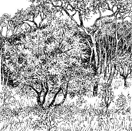 Phyllocosmus lemaireanus