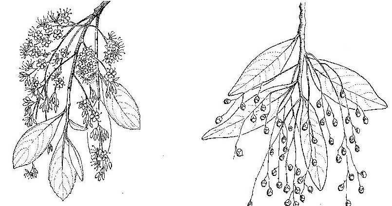 Phyllocosmus lemaireanus Phyllocosmus lemaireanus