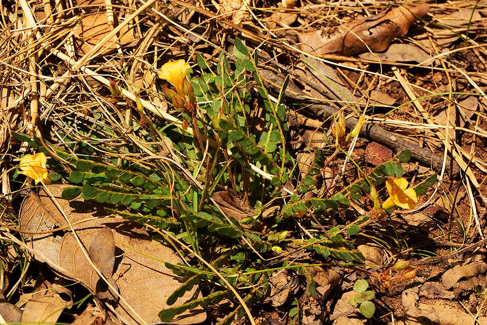 Biophytum crassipes Biophytum crassipes