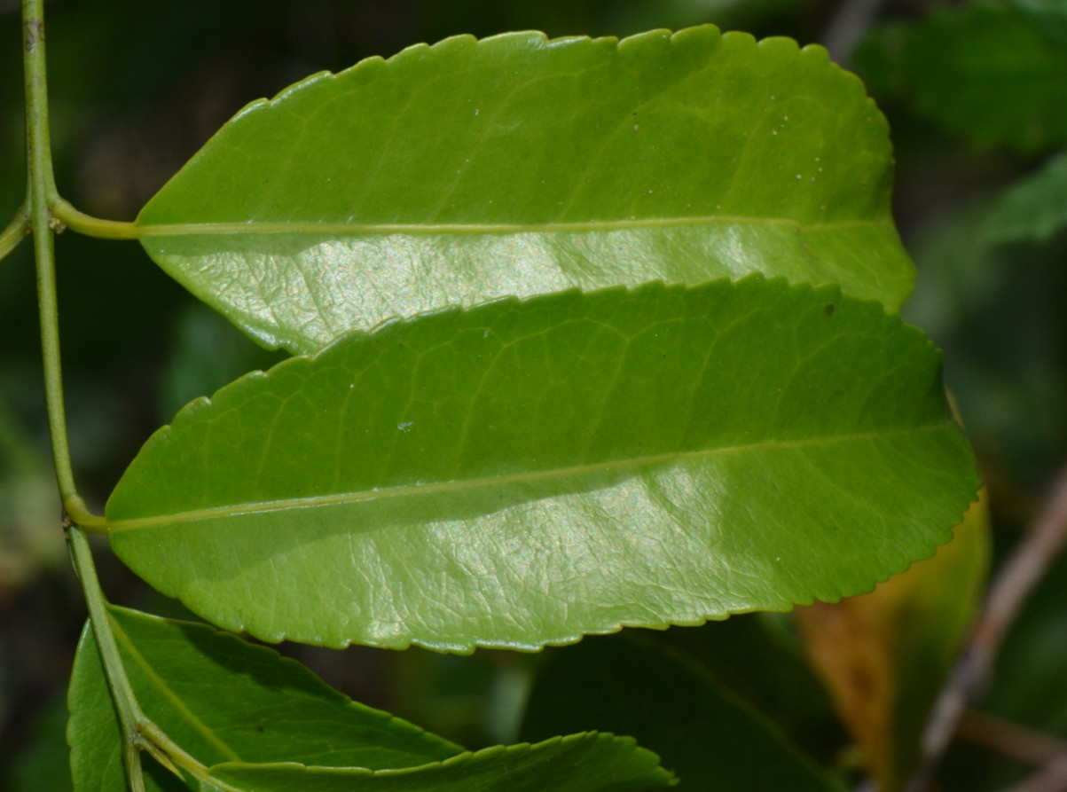 Salacia elegans Salacia elegans