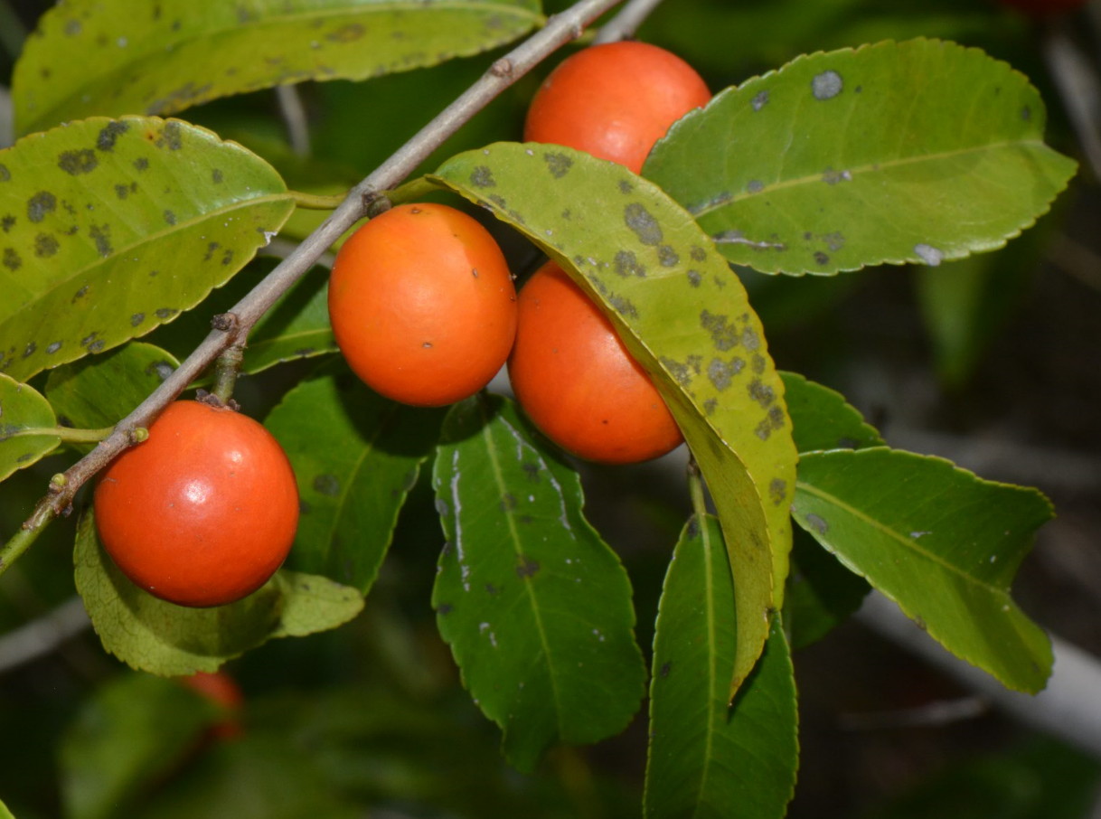 Salacia elegans Salacia elegans
