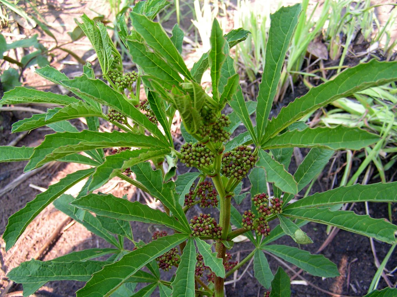 Ampelocissus obtusata subsp. obtusata Ampelocissus obtusata subsp. obtusata