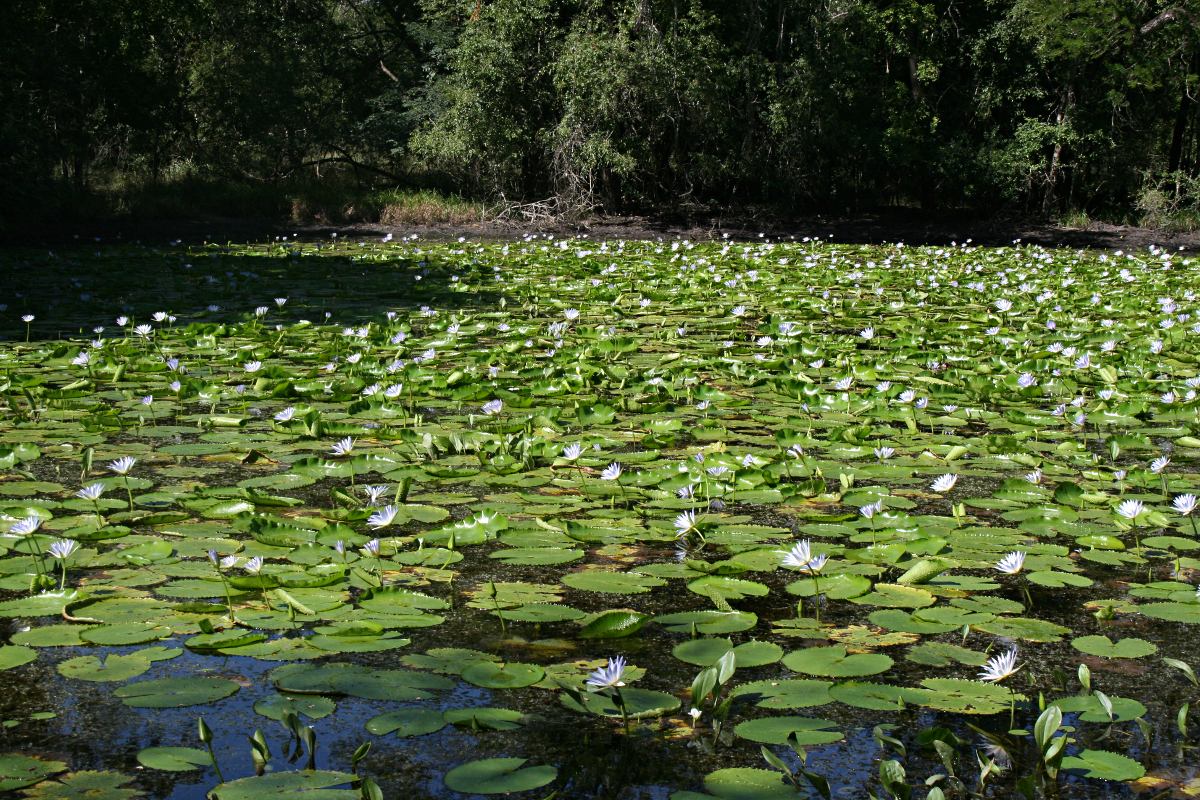 Ottelia fischeri Ottelia fischeri