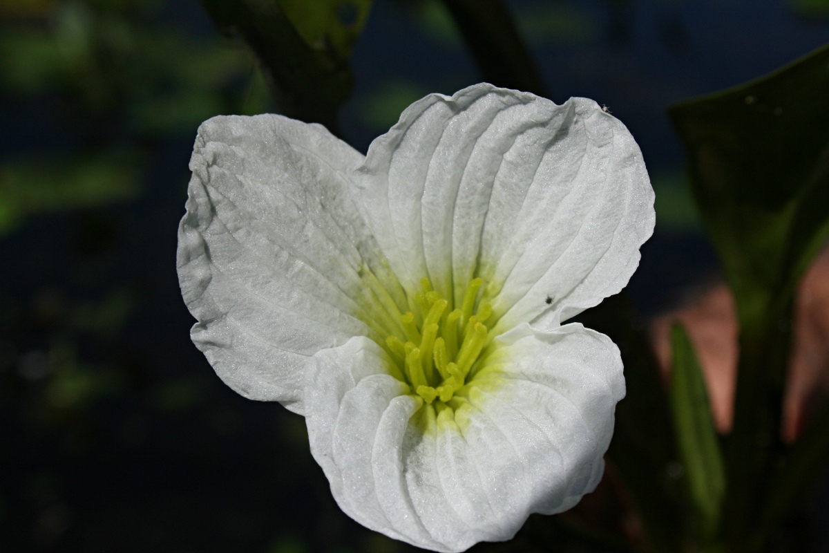 Ottelia fischeri Ottelia fischeri