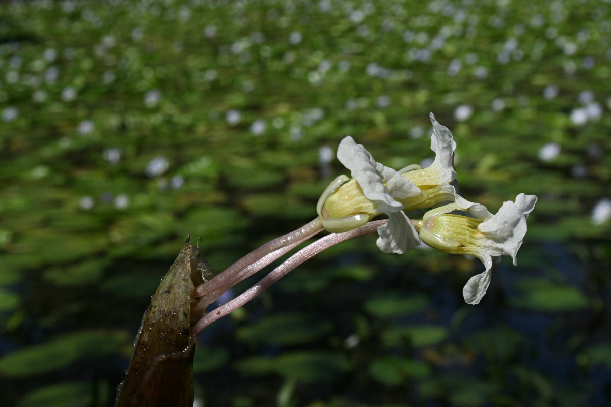 Ottelia fischeri Ottelia fischeri