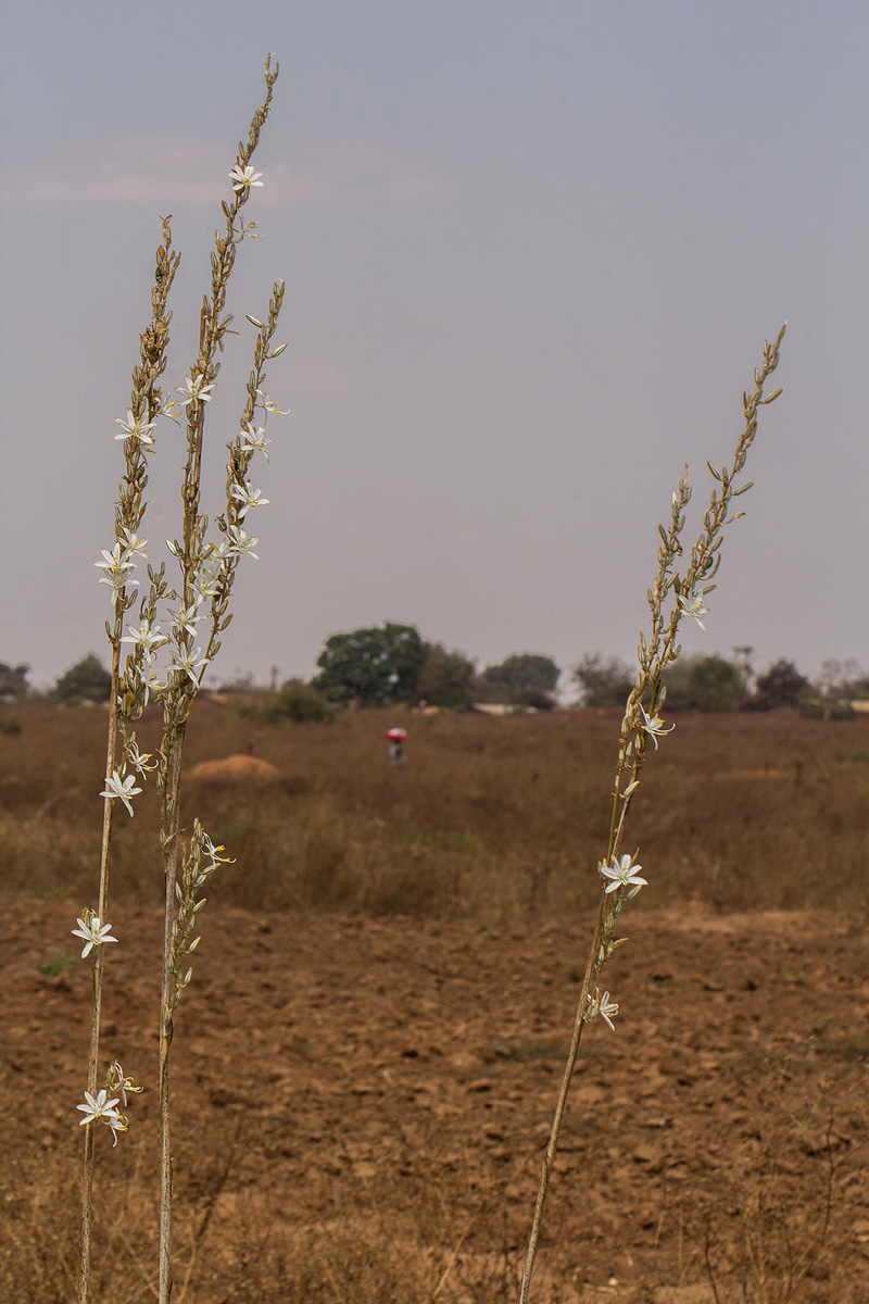 Chlorophytum stolzii