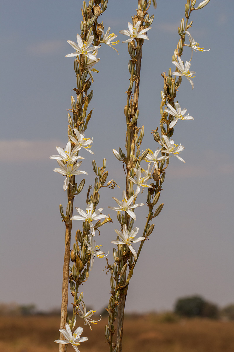 Chlorophytum stolzii