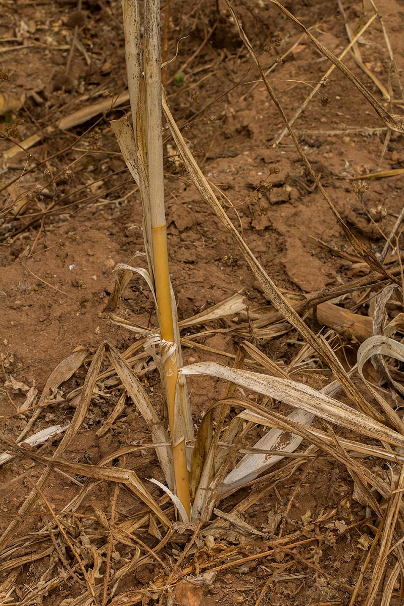 Chlorophytum stolzii