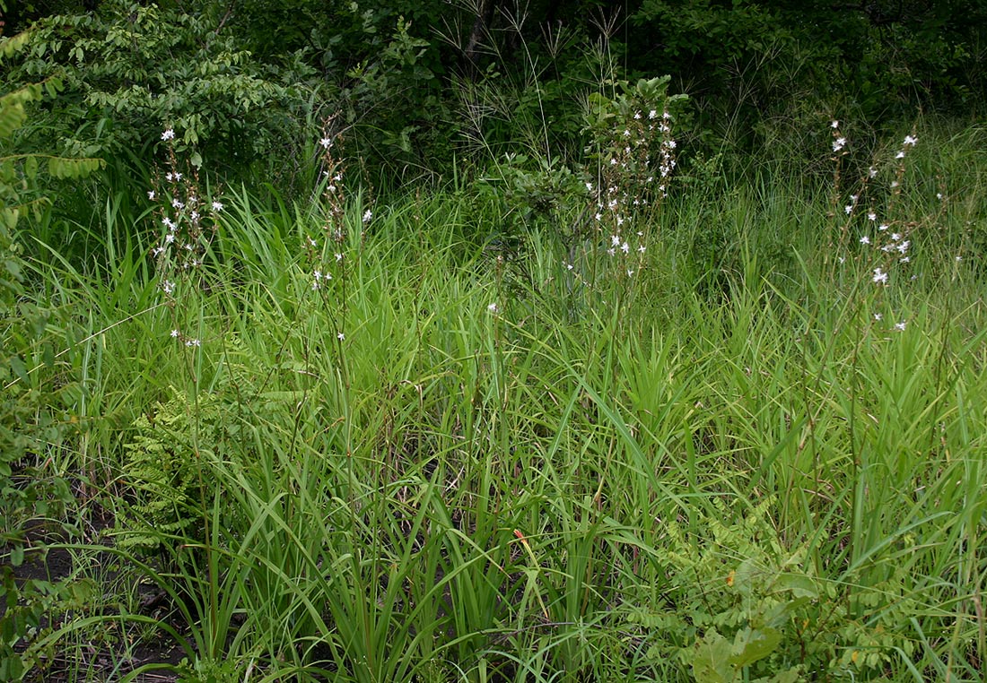 Chlorophytum pubiflorum