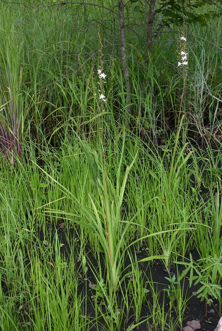 Chlorophytum pubiflorum