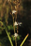 Chlorophytum pubiflorum