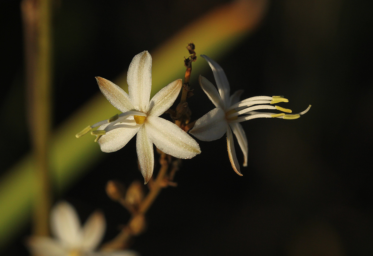 Chlorophytum pubiflorum Chlorophytum pubiflorum