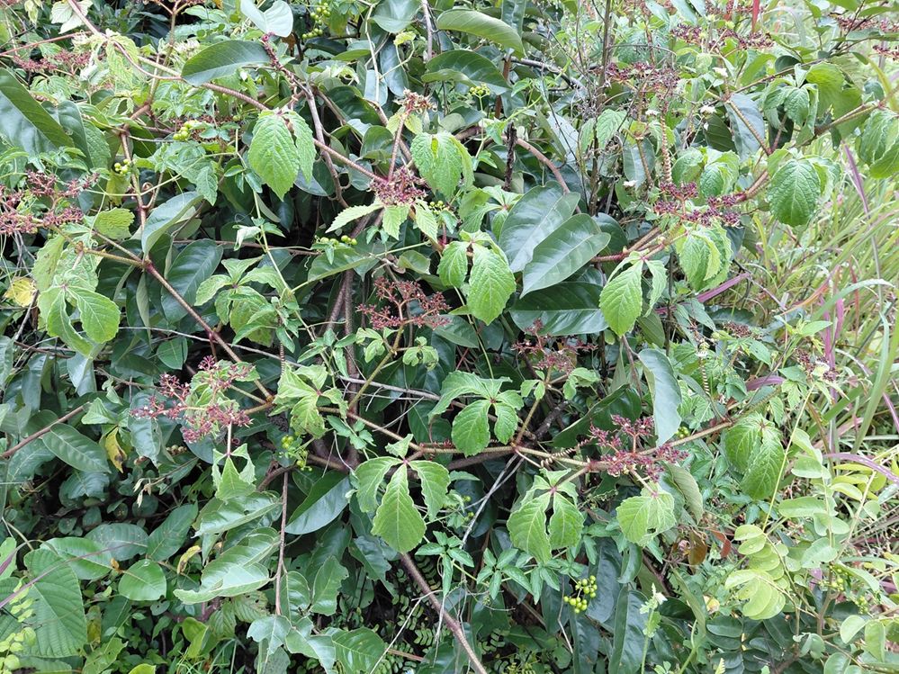 Cyphostemma hildebrandtii Cyphostemma hildebrandtii