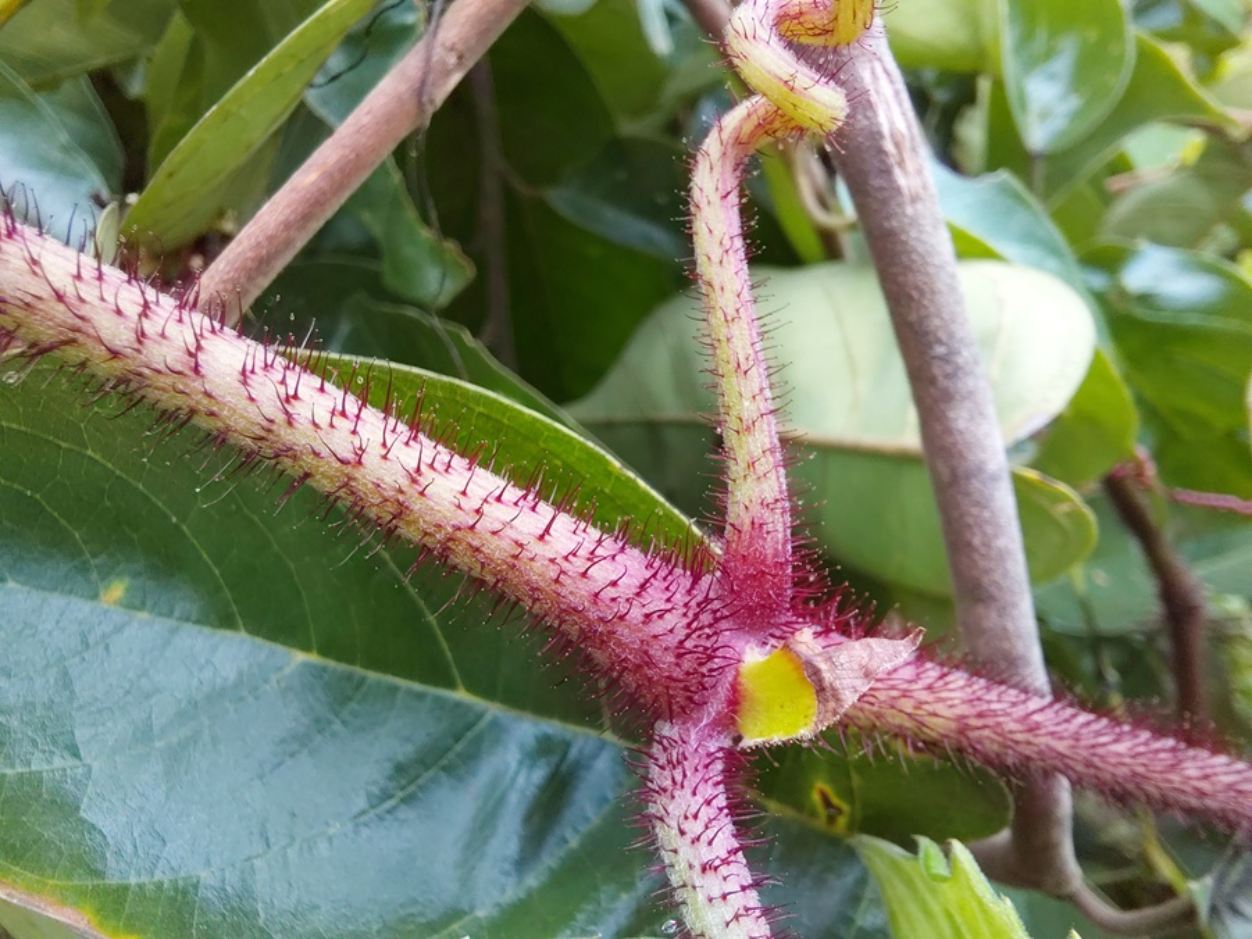 Cyphostemma hildebrandtii Cyphostemma hildebrandtii