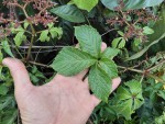Cyphostemma hildebrandtii