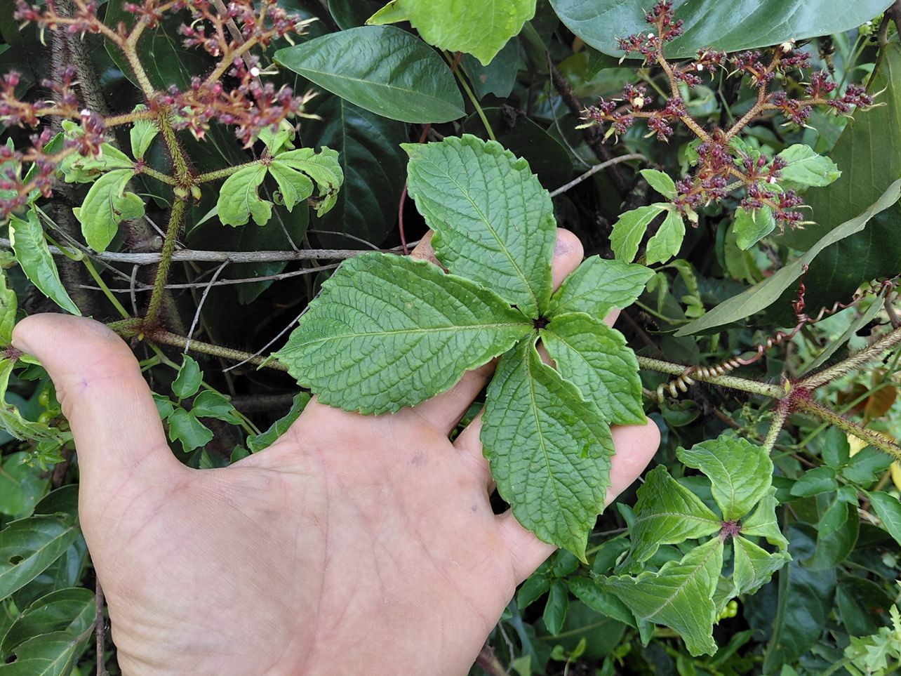 Cyphostemma hildebrandtii Cyphostemma hildebrandtii