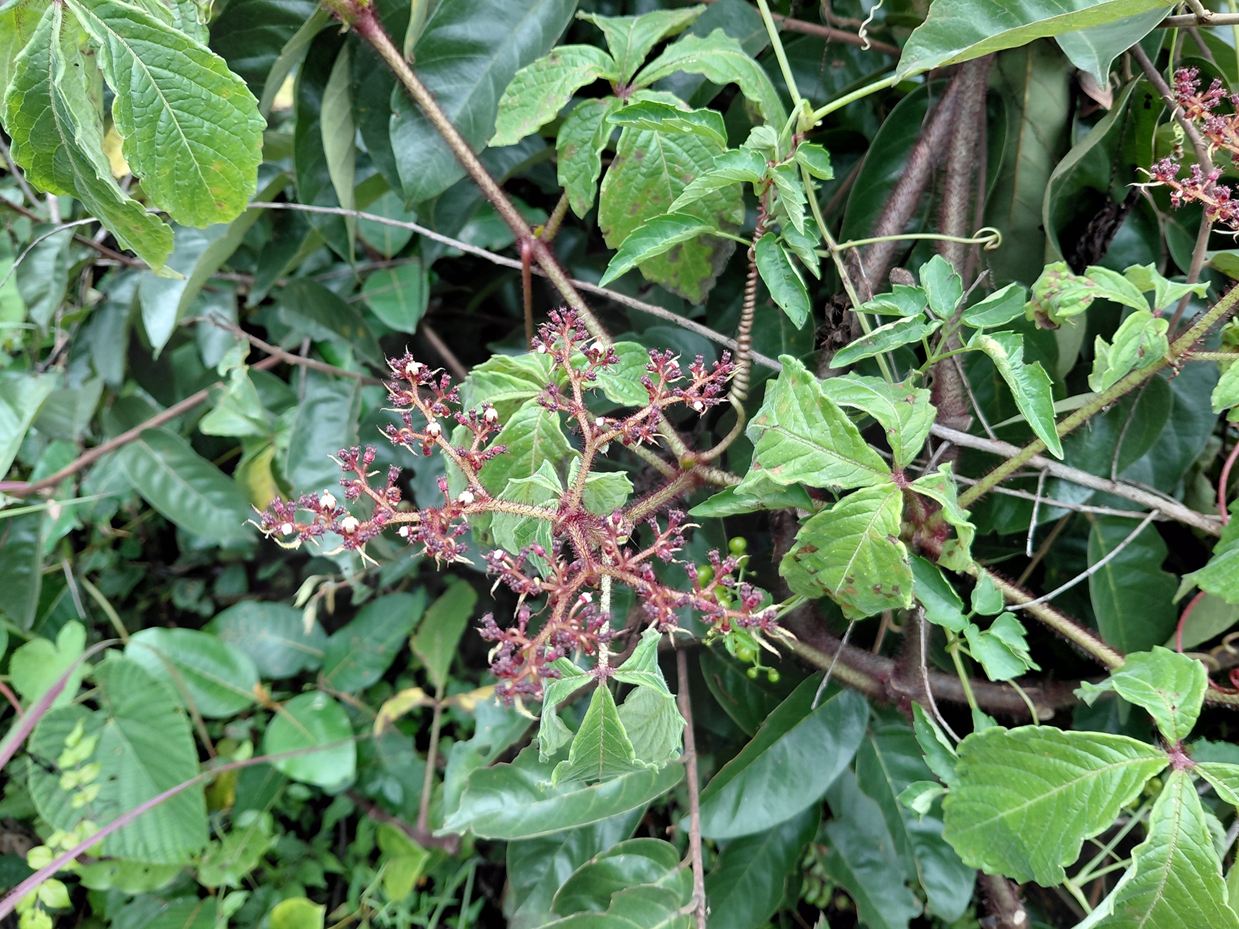 Cyphostemma hildebrandtii Cyphostemma hildebrandtii