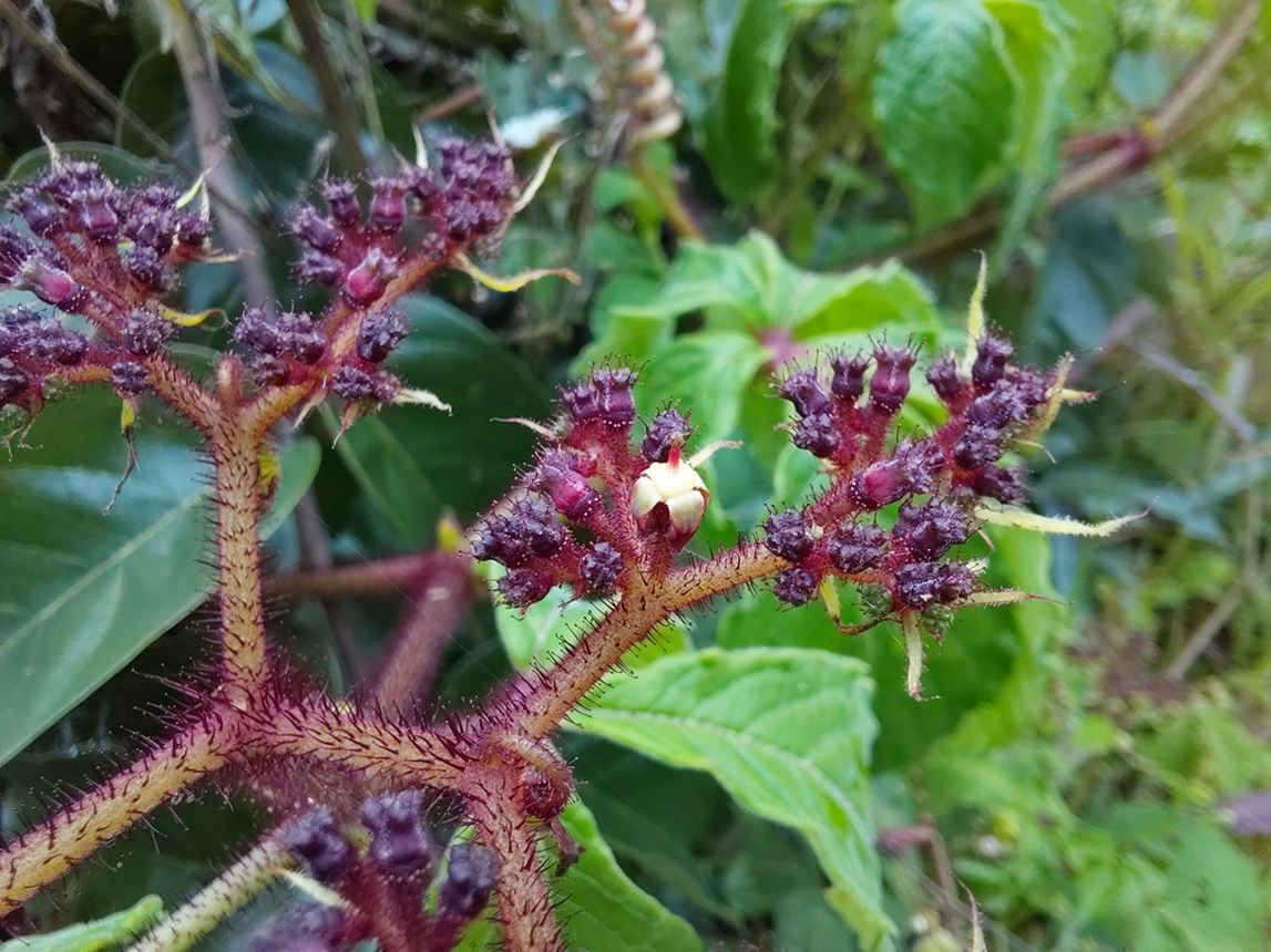 Cyphostemma hildebrandtii Cyphostemma hildebrandtii
