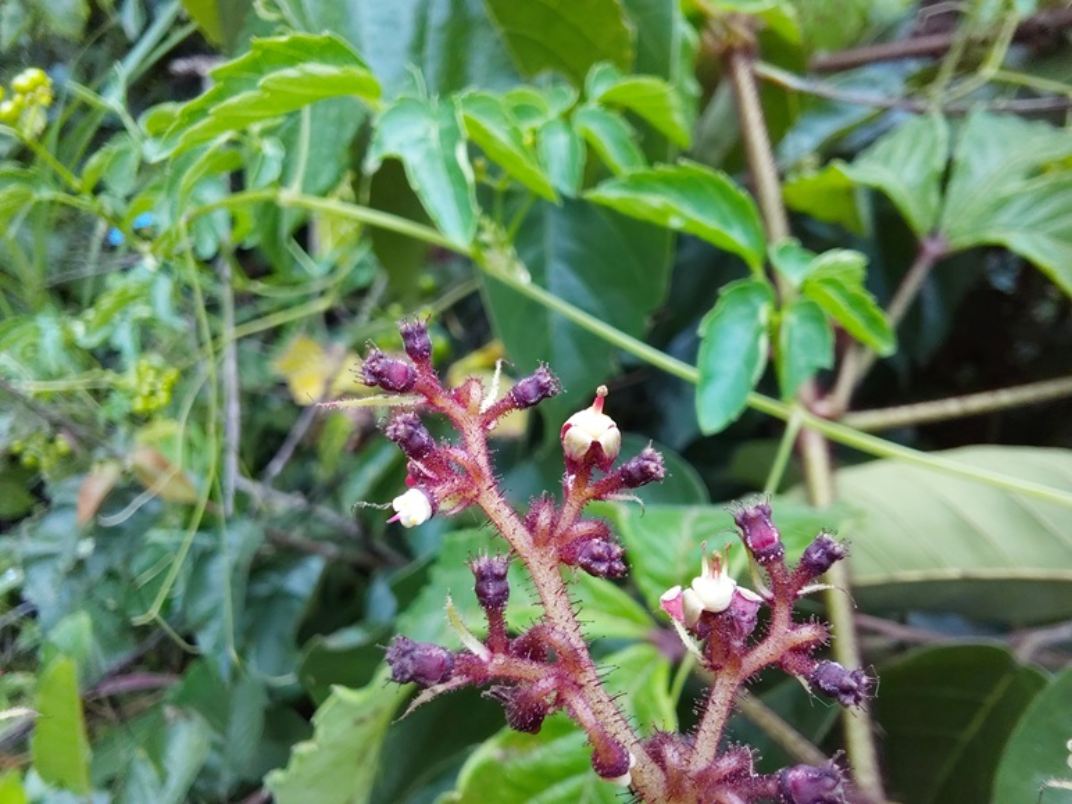 Cyphostemma hildebrandtii Cyphostemma hildebrandtii