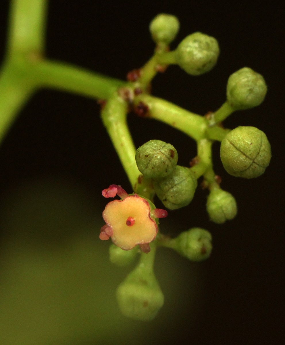 Cayratia ibuensis Cayratia ibuensis