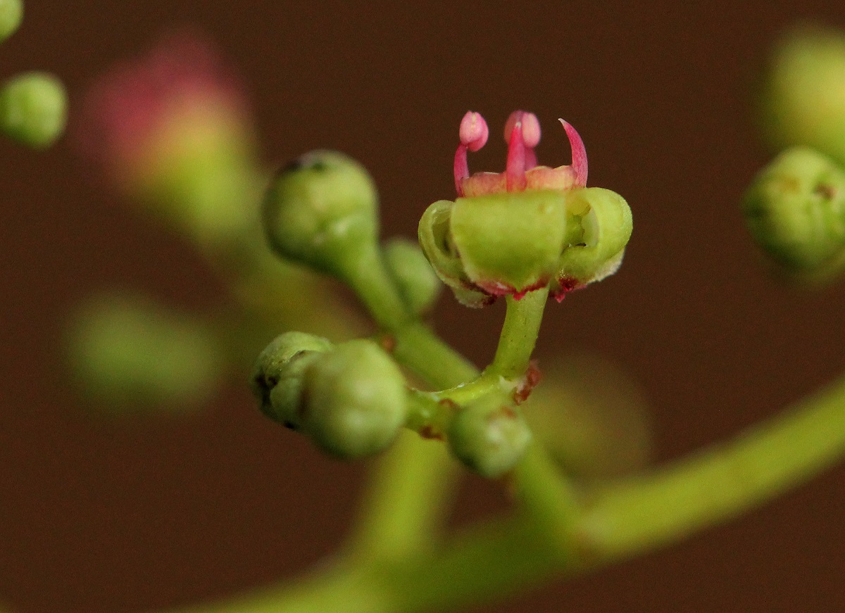 Cayratia ibuensis Cayratia ibuensis