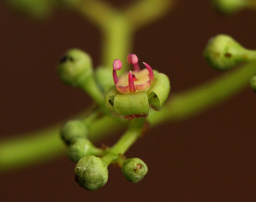 Cayratia ibuensis Cayratia ibuensis