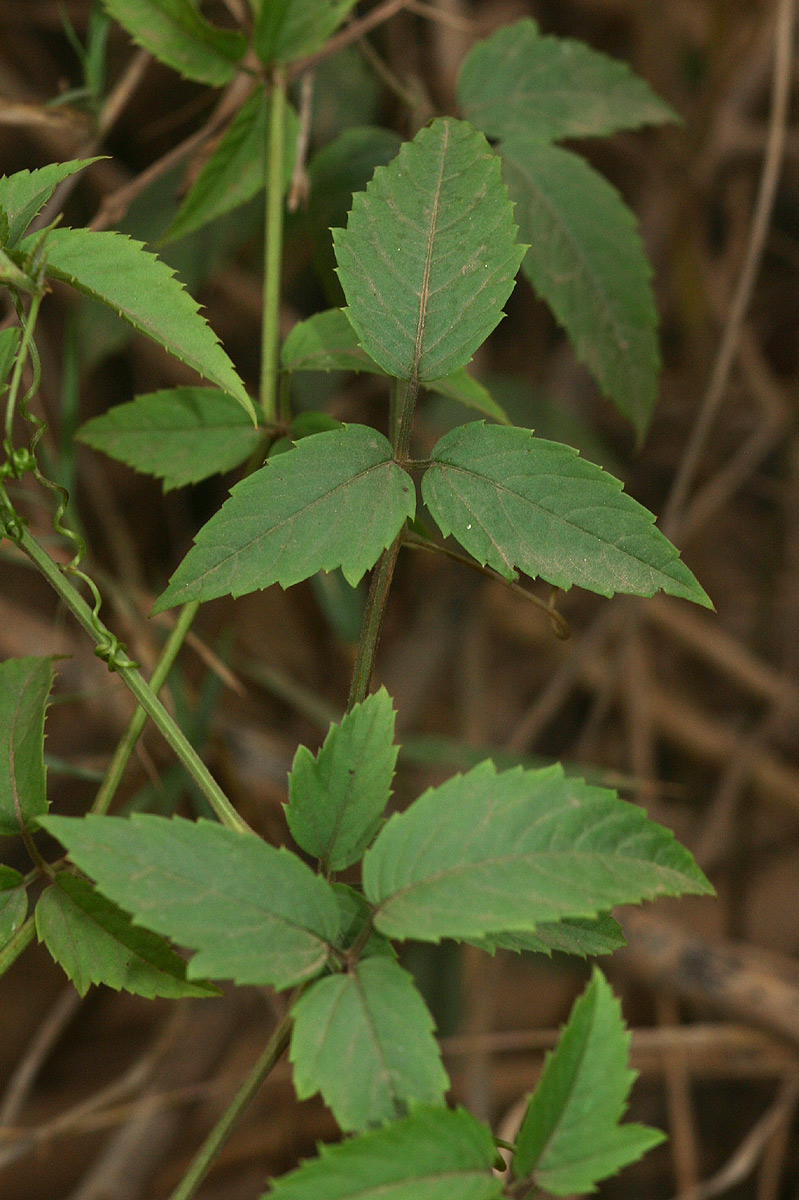 Cayratia ibuensis Cayratia ibuensis