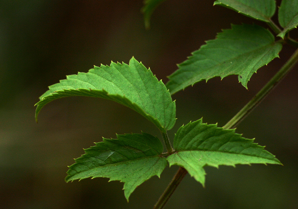 Cayratia ibuensis Cayratia ibuensis