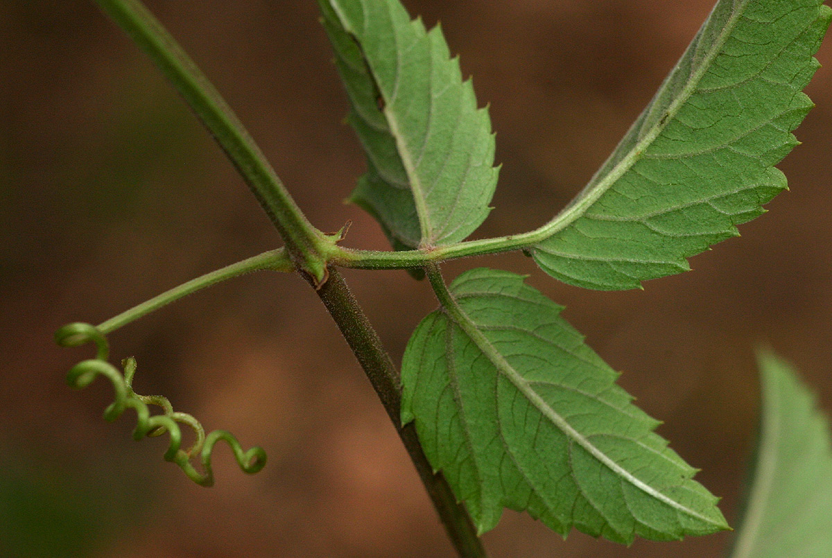 Cayratia ibuensis Cayratia ibuensis