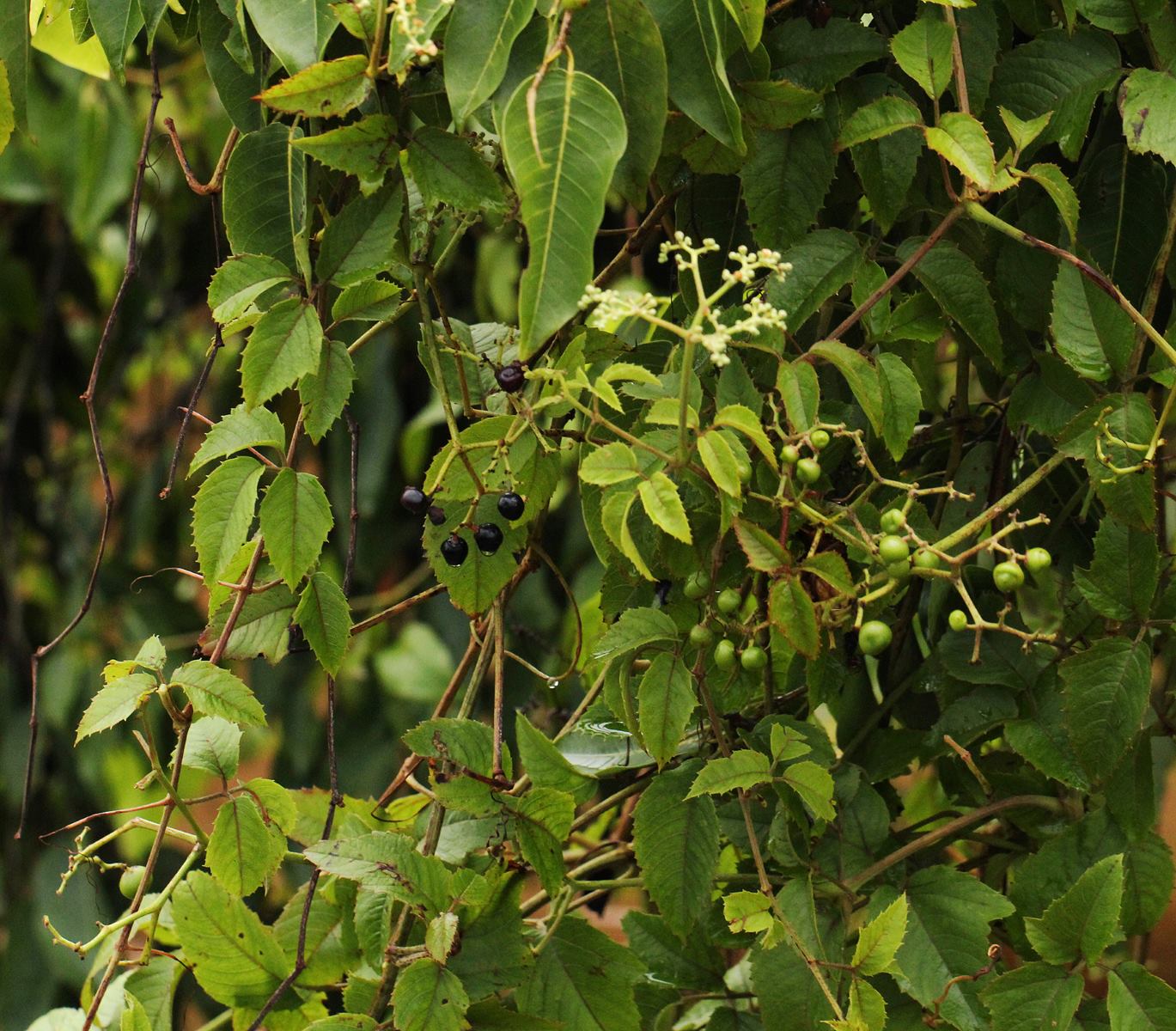 Cayratia ibuensis Cayratia ibuensis