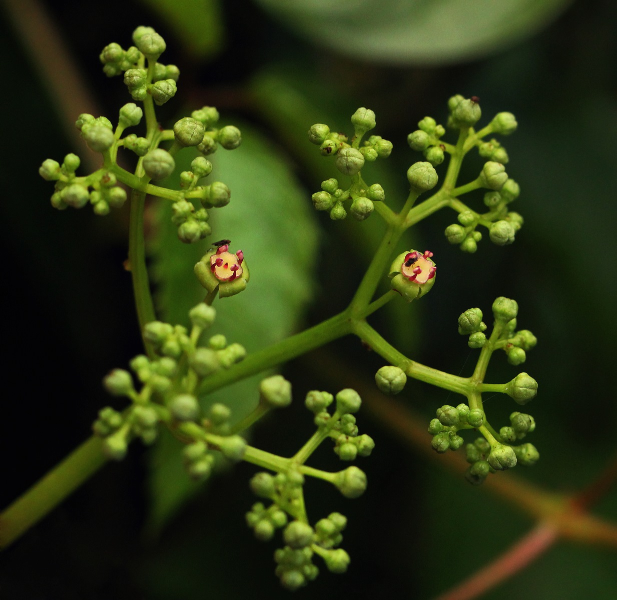 Cayratia ibuensis Cayratia ibuensis