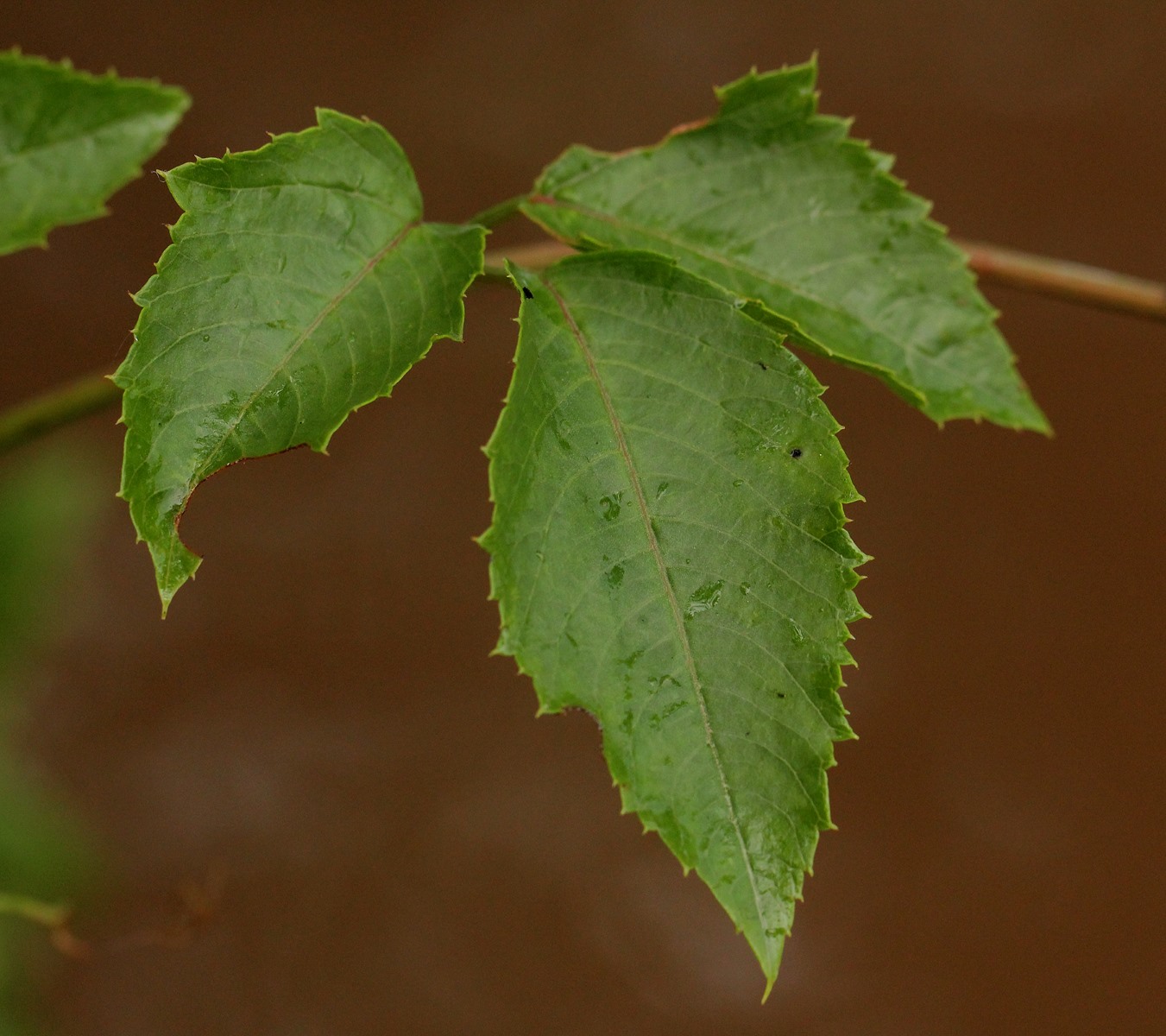 Cayratia ibuensis Cayratia ibuensis