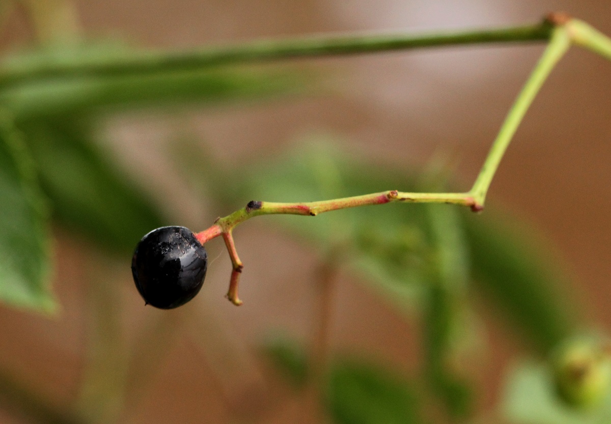 Cayratia ibuensis Cayratia ibuensis