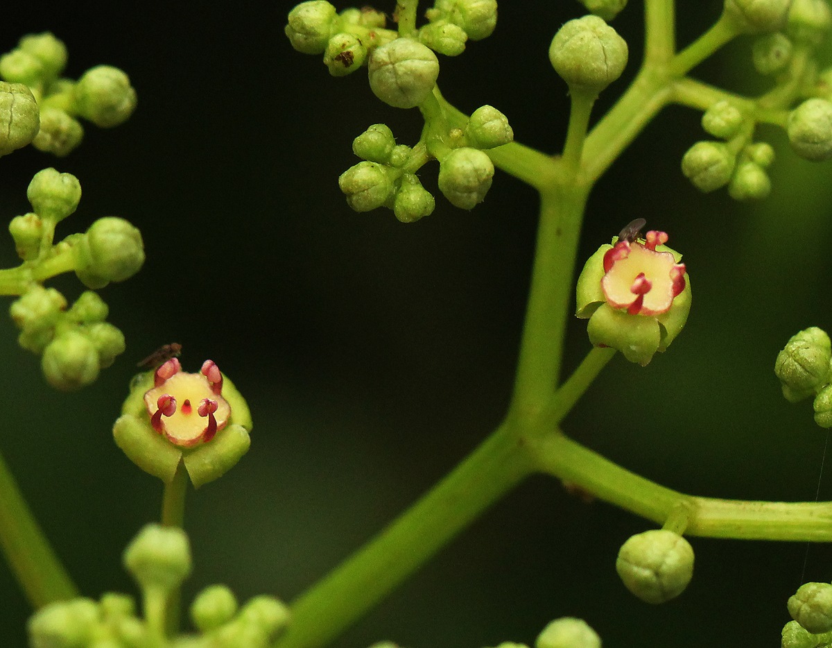 Cayratia ibuensis Cayratia ibuensis