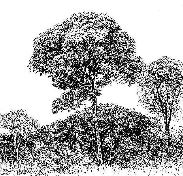 Brachystegia longifolia Brachystegia longifolia