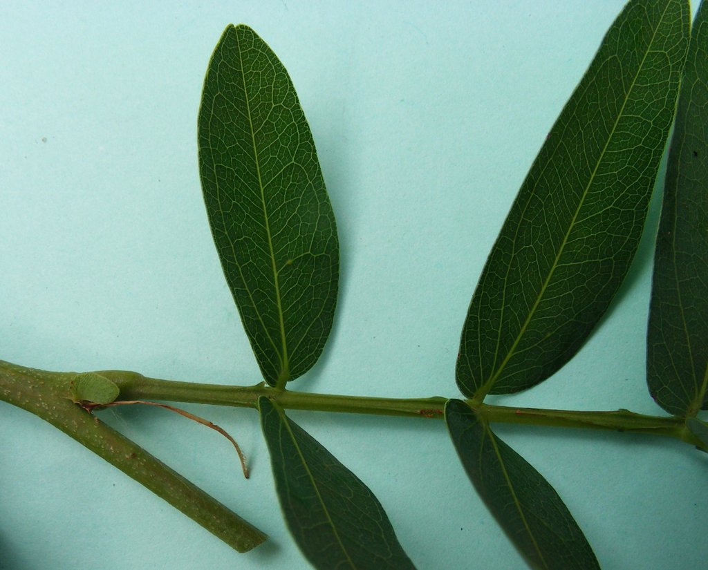 Brachystegia longifolia